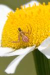 Runcinia grammica