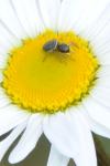 Heliophanus