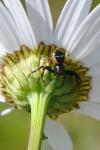 Synema globosum
