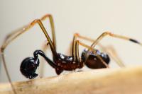 Neottiura suaveolens