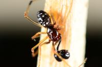 Neottiura suaveolens