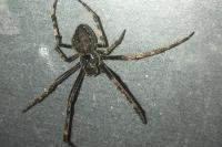 Nuctenea umbratica