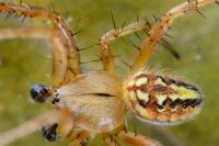 Neoscona adianta