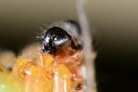 Neoscona adianta