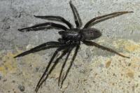 Segestria florentina