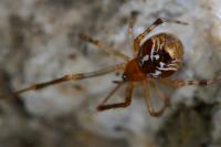 Parasteatoda lunata