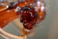 Linyphia triangularis