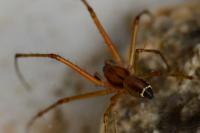 Linyphia triangularis