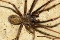 Tegenaria parietina