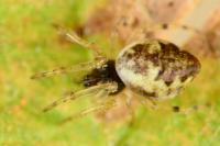 Cyclosa conica