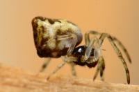 Cyclosa conica