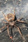 Nuctenea umbratica