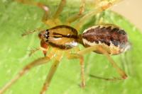 Linyphia triangularis