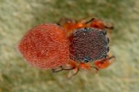 Ballus rufipes