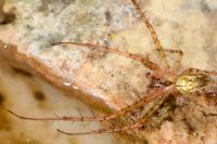 Metellina segmentata