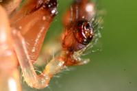 Metellina segmentata