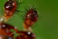 Metellina segmentata