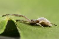 Uloborus walckenaerius