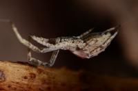 Uloborus walckenaerius