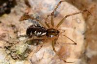 Linyphia triangularis