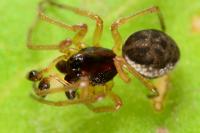 Pachygnatha degeeri