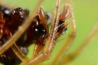 Pachygnatha degeeri
