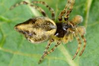 Cyclosa conica