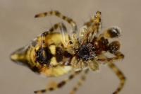 Cyclosa conica