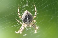 Araneus diadematus