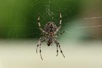 Araneus diadematus