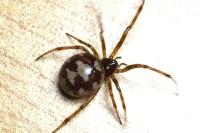 Steatoda triangulosa