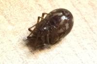 Steatoda triangulosa
