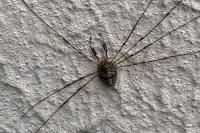 Dicranopalpus ramosus