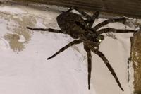 Zoropsis spinimana