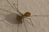 Pholcus phalangioides