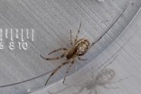 Zygiella x-notata