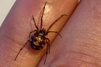 Steatoda triangulosa
