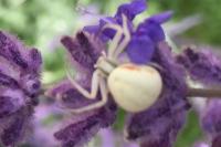 Misumena vatia