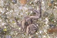 Xysticus