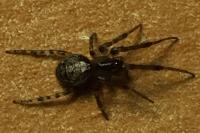 Zygiella x-notata