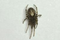 Zygiella x-notata