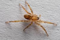 Hygrolycosa rubrofasciata