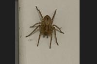 Anyphaena accentuata