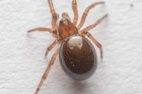 Enoplognatha thoracica