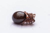 Enoplognatha thoracica
