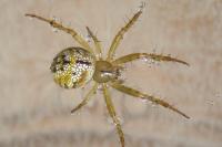 Mangora acalypha