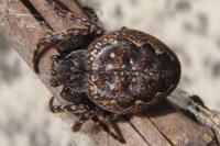 Nuctenea umbratica