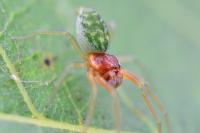 Nigma walckenaeri