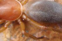 Dysdera crocata