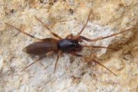 Harpactea hombergi